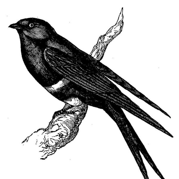 Ласточка черно белая