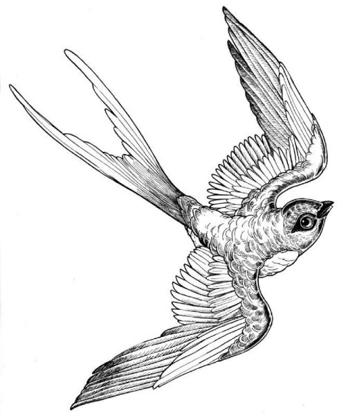 Скелет ласточки