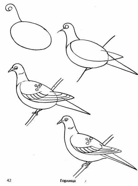 Грач раскраска для детей