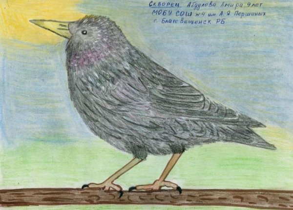 Обыкновенный скворец рисунок