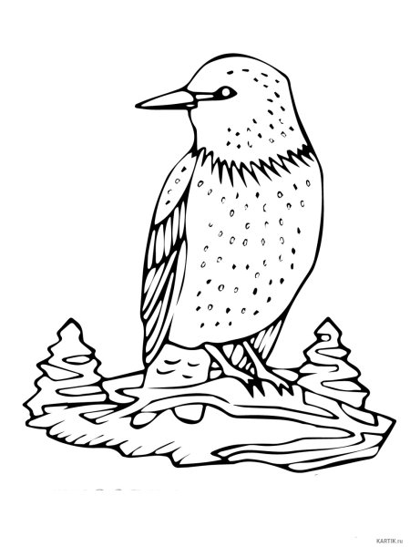 Соловей раскраска для детей