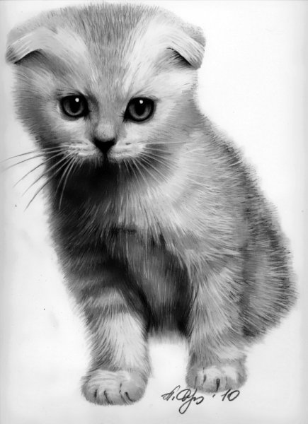Котенок карандашом