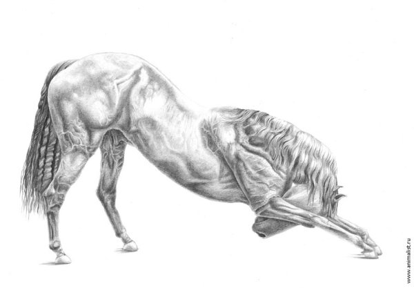 Кранч лошади