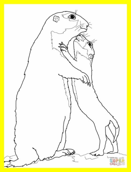Суслик раскраска