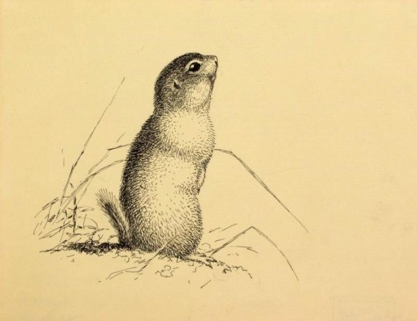 Суслик рисунок