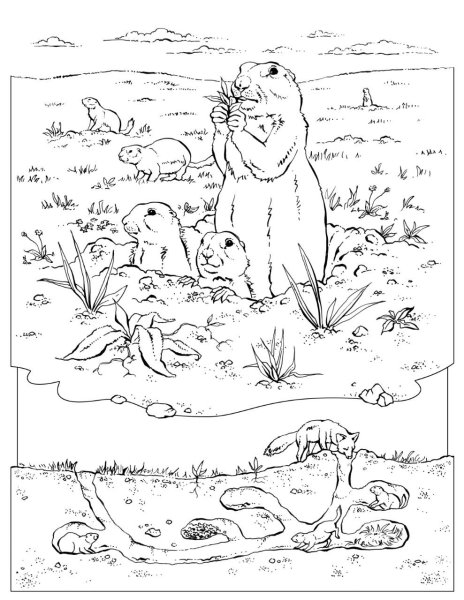 Суслик раскраска для детей