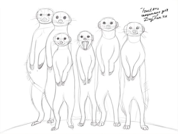 Сурикаты раскраска