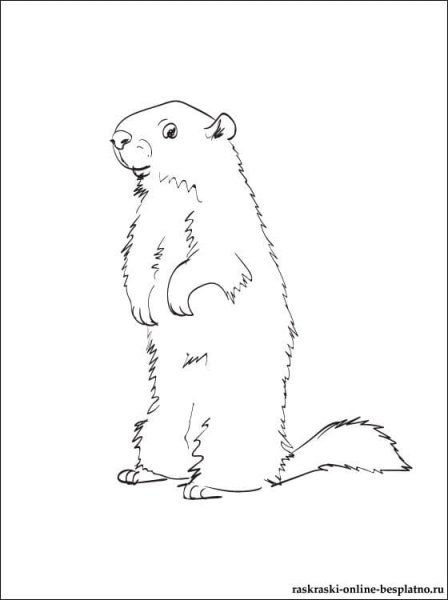 Сурок Байбак раскраска