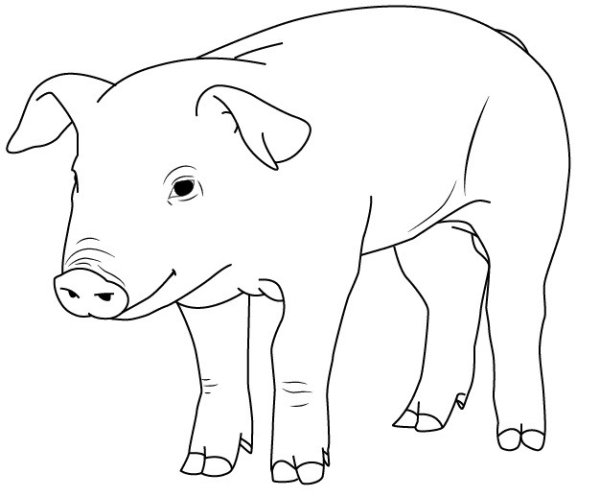 Свинья для рисования