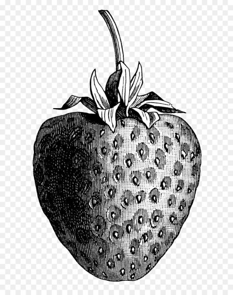 Рисунки для срисовки ягоды