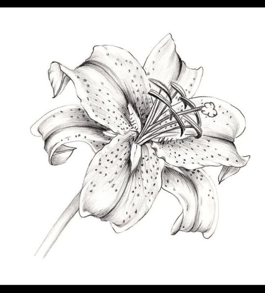 Лилия карандашом