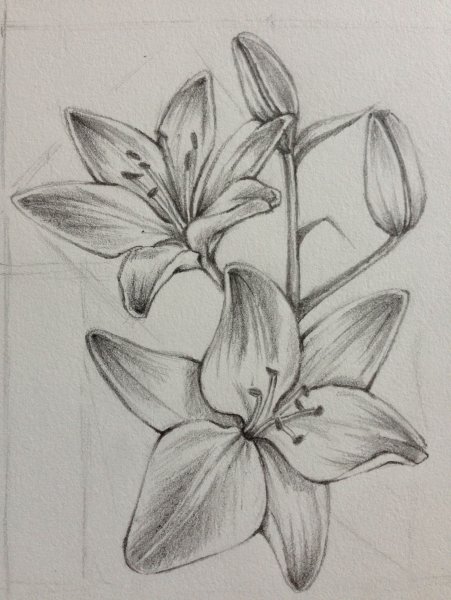 Зарисовки крупных растений