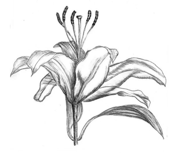 Лилия набросок