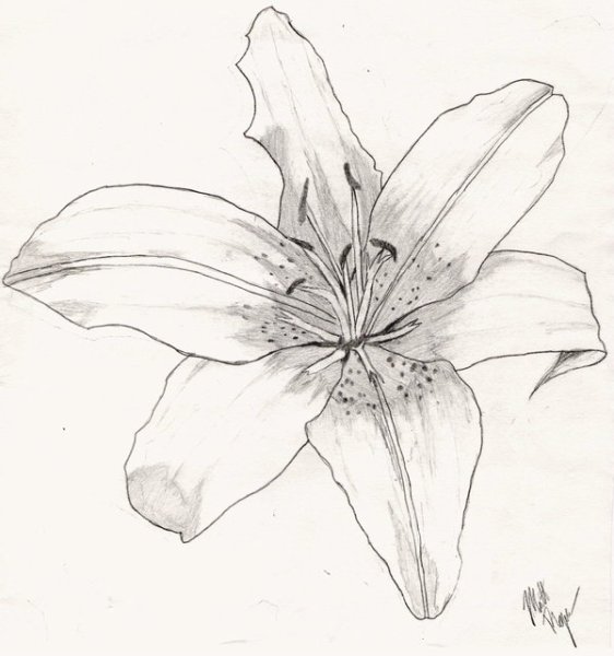 Цветы для срисовки лилии