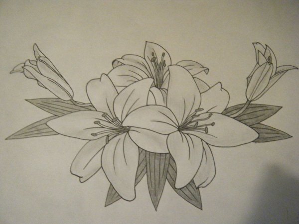 Рисунок лилии для тату