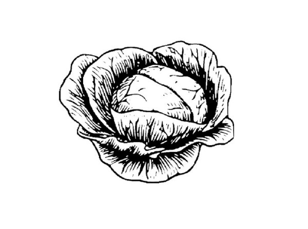 Капуста рисунок
