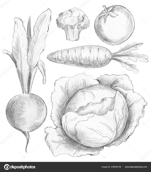 Натюрморт из овощей карандашом