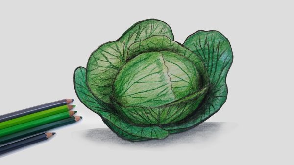 Капуста для рисования