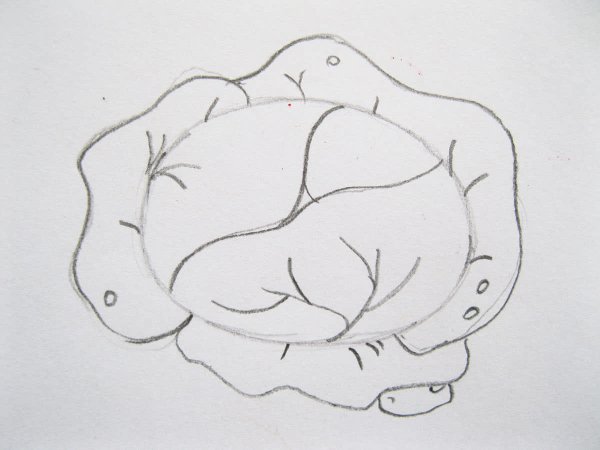 Капуста рисунок