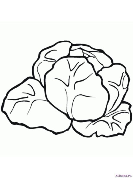 Брюссельская капуста Графика