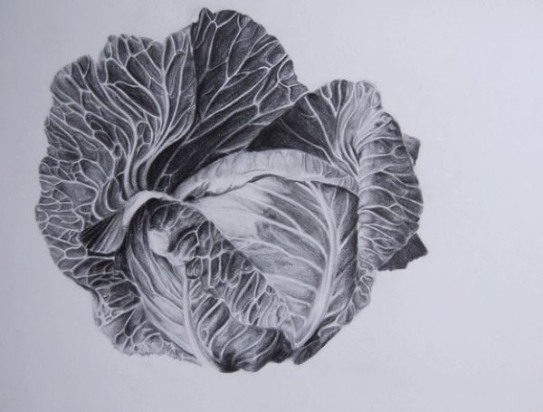 Капуста контур