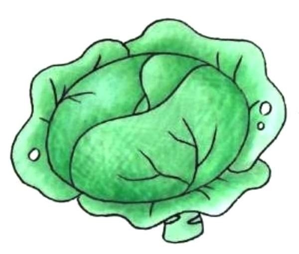 Капуста карандашом