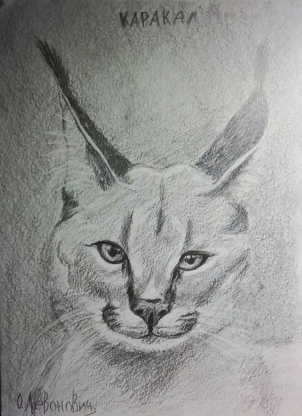 Каракал эскиз