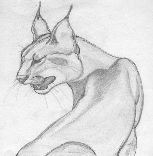 Каракал карандашом