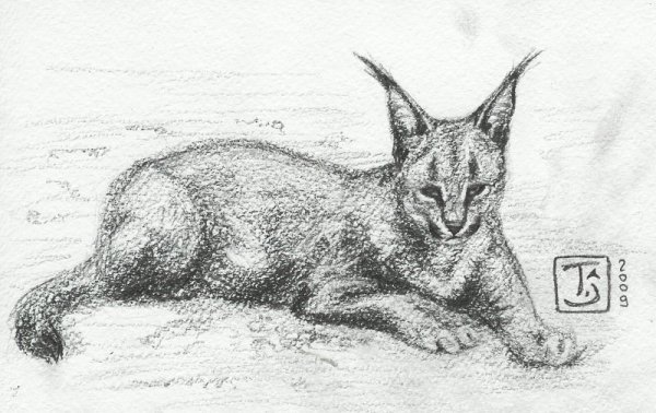 Каракал раскраска