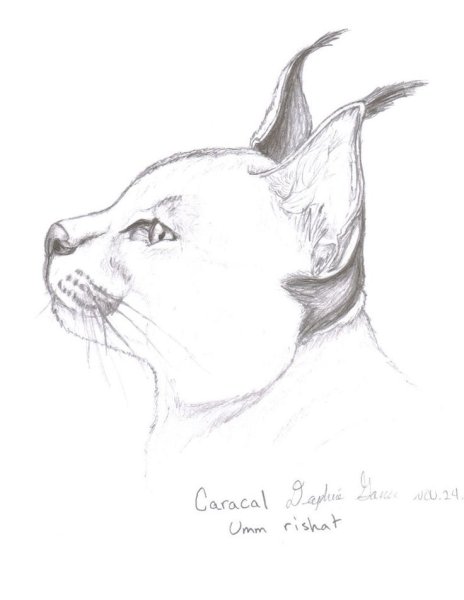 Каракал карандашом