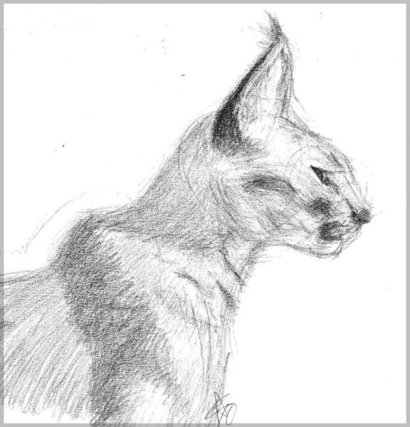 Раскраска шлёпа каракал