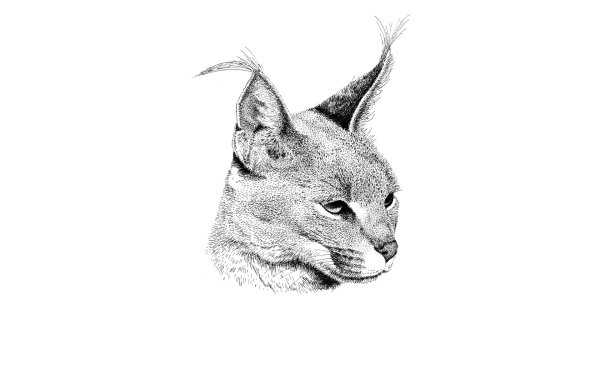 Каракал, пустынная Рысь