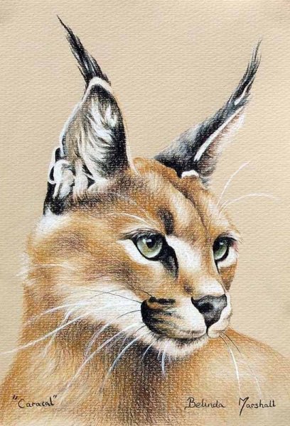 Каракал арт референс