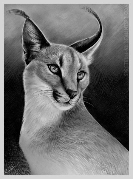 Коты Воители каракал