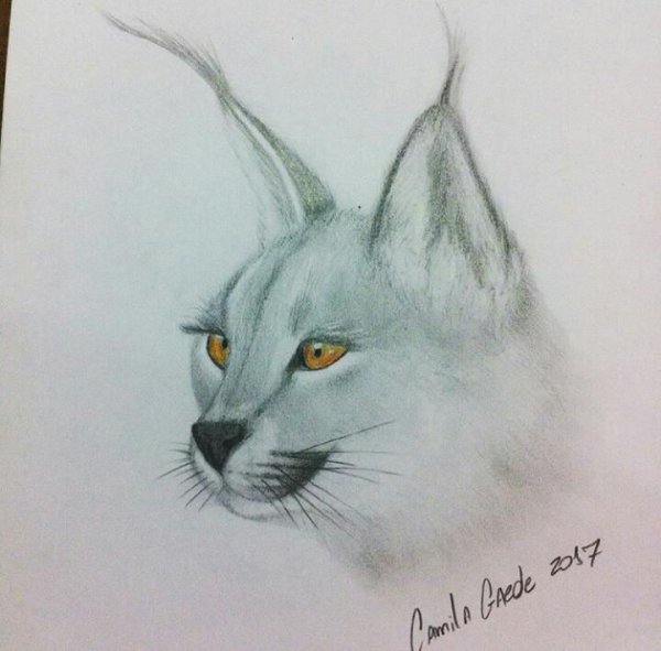 Каракал скетч