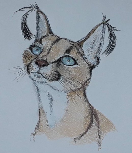 Нарисовать каракала