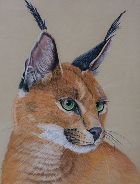 Каракал скетч