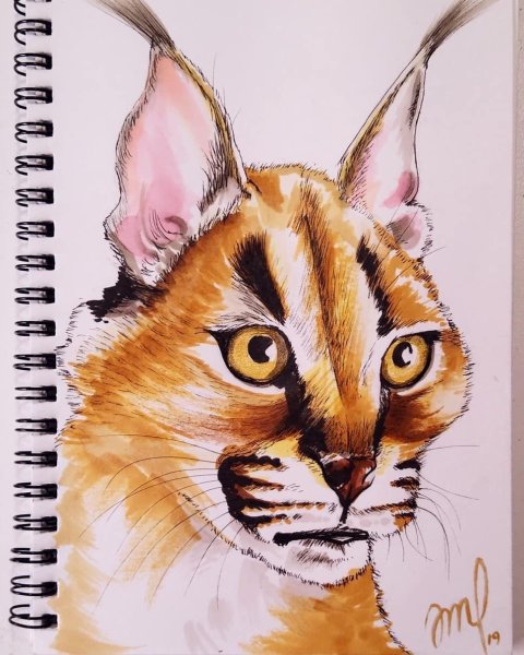 Срисовка каракала