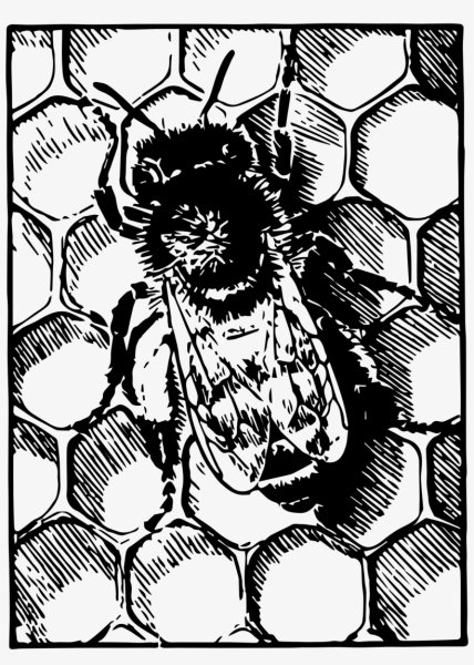 Пчела черно белая