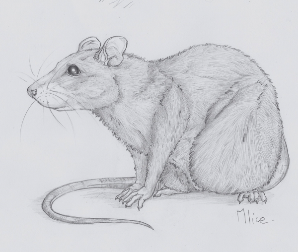 Крыска карандашом