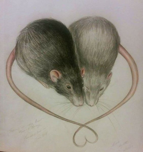 Крыса цветные карандаши