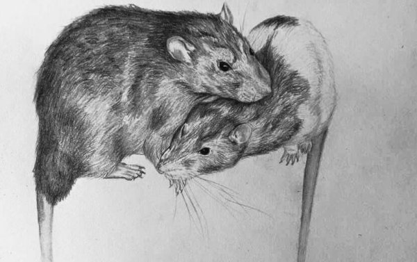 Крыса рисунок