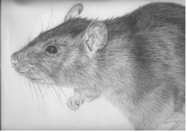 Крыса рисунок