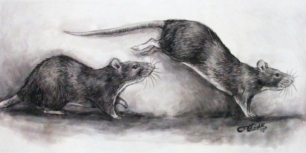 Наброски мышей и крыс