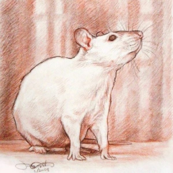 Зарисовка домашних животных крысы