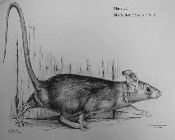 Рисунки зверей карандашом