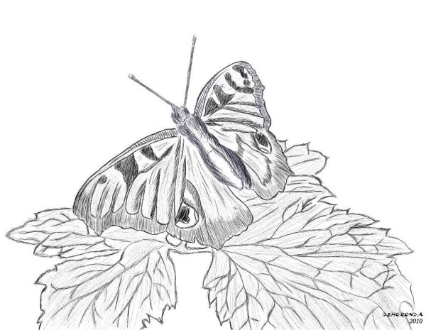 Бабочки карандашом для срисовки