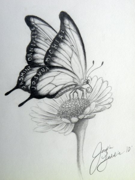 Бабочка на цветке рисунок карандашом