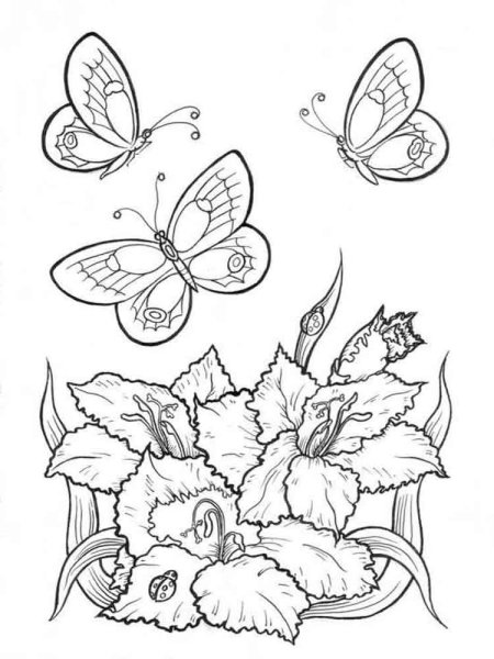 Зарисовки бабочек карандашом