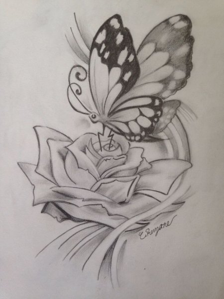 Бабочка на Розе раскраска